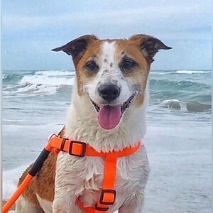 🆕 Arcadia Trail Waterproof Stink Free Dog Harness Bright Orange 🦮